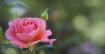 pink rose mildred's garden book