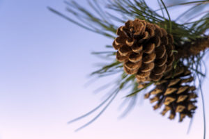 pine cone homecoming poems