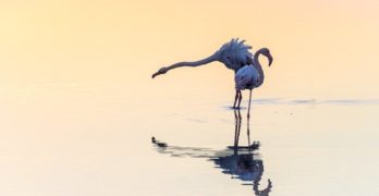 flamingos for new poet laura