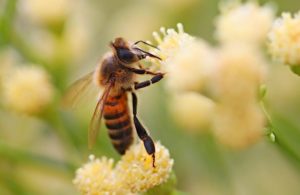 honey bee with yellow flower