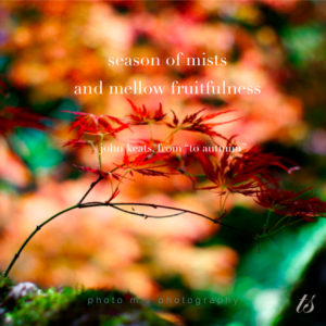 season of mists and mellow fruitfulness-To Autumn by John Keats quote
