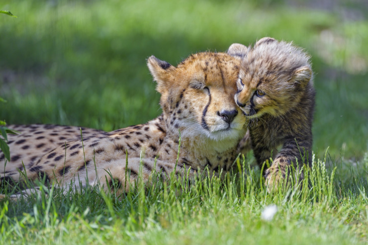 leopard cub bites mom