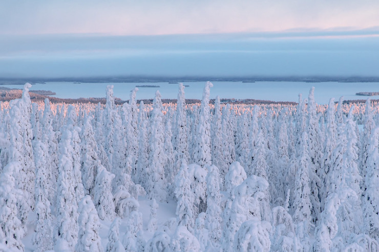 Riisitunturi National Park Lapland