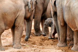 how to communicate elephant moms with baby