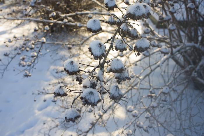 snow puffs on branches