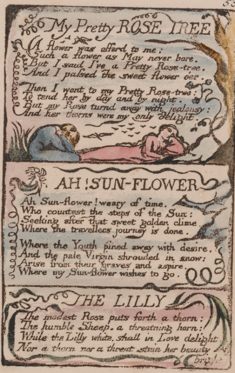 the lily by william blake songs of experience 