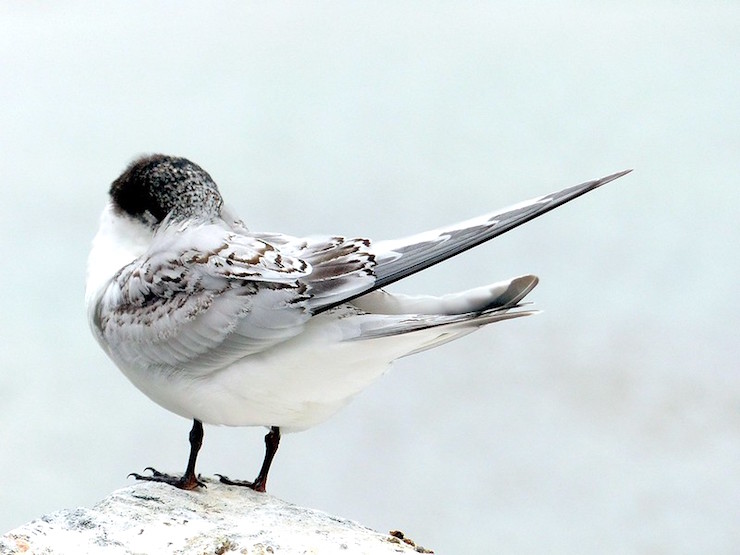 white fronted tern wintering book club