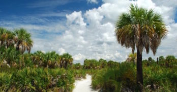 Caladesi Island State Park Florida 50 States United States