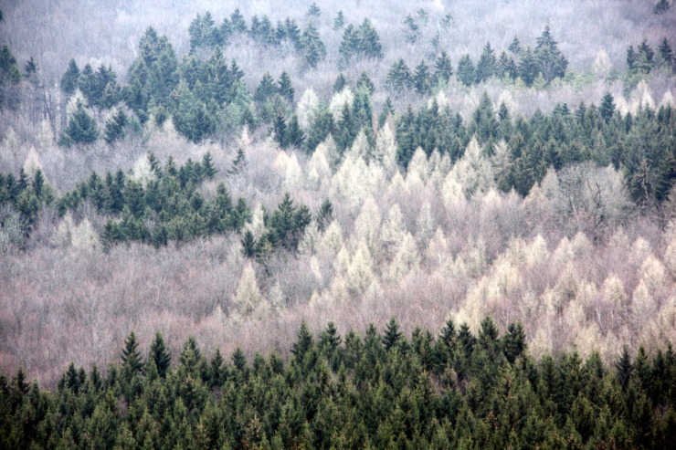 alternating green and white trees