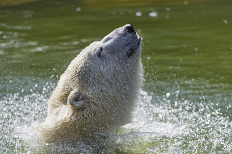 polar bear shaking off water
