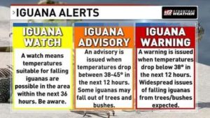 iguana weather alert graphic