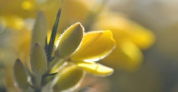 yellow buds in sunlight