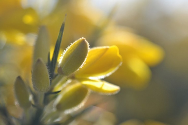 yellow buds in sunlight