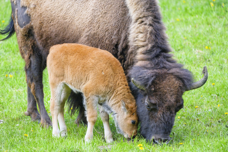 bison calf with mother