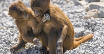 two young gelada monkeys playing