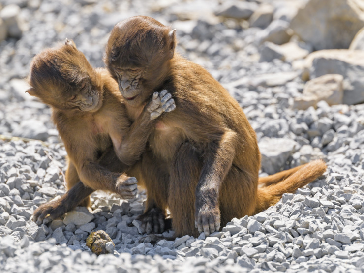 two young gelada monkeys