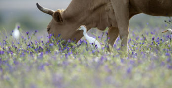 cow and egret blue flowers