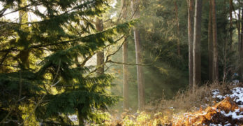 Delamere Forest in Winter Hoffman