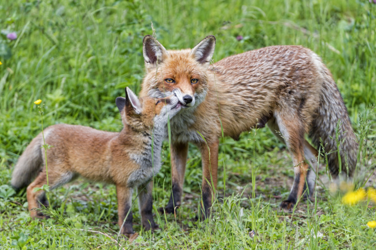kid fox steals food from mother