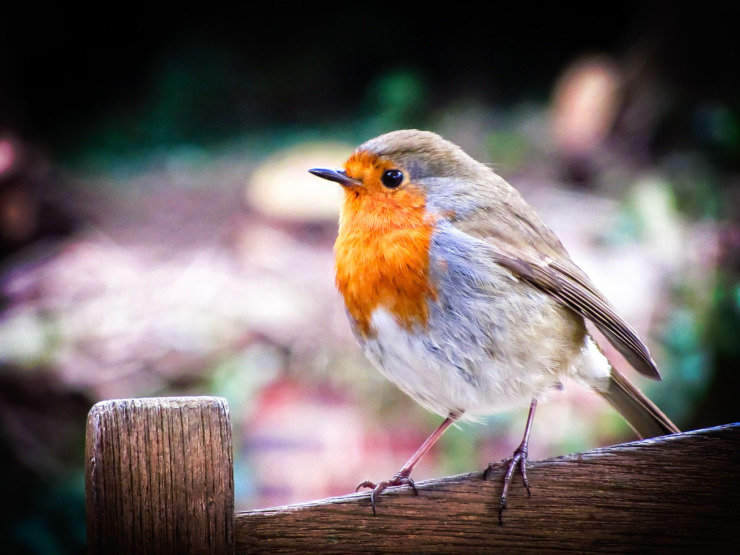 robin bird wood fence