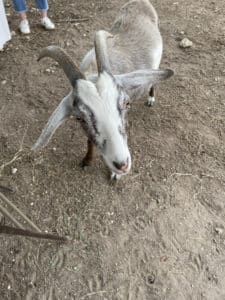 a male goat named Angel