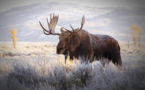 moose in Grand Tetons