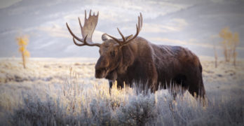 moose in Grand Tetons