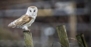 Wild Barn Owl - Tyto alba