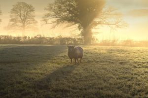 sheep sunrise misty morning