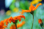 orange zinnias-Tell the Bees