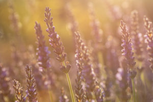 summer lavender bees