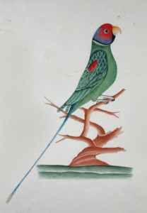 drawing of a colorful parakeet his body is green with a red face and blue-lined tale
