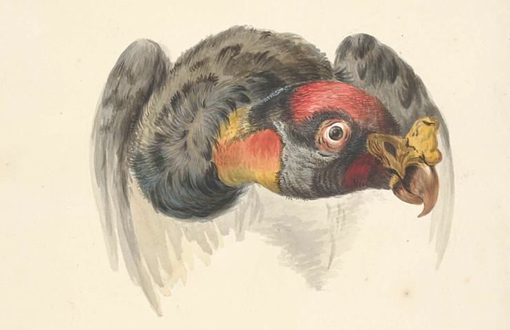 drawing of a condor with a black body and red head, its beak is very curved to illustrate romance poe