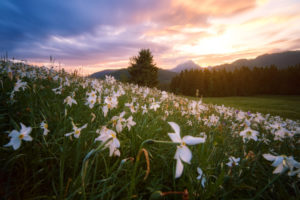 white daffodils Switzerland