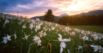 white daffodils Switzerland