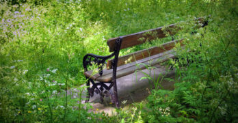 park bench in green foliage