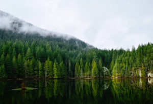 Vancouver Island forests