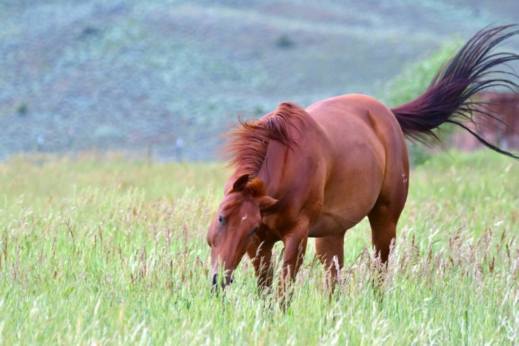 horse in field Queen Elizabeth