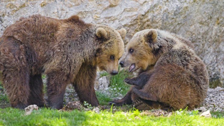 observation of two bears evokes emotion