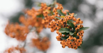 golden firethorn berries