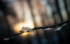 Ice on twig Andrea Potos Her joy Becomes