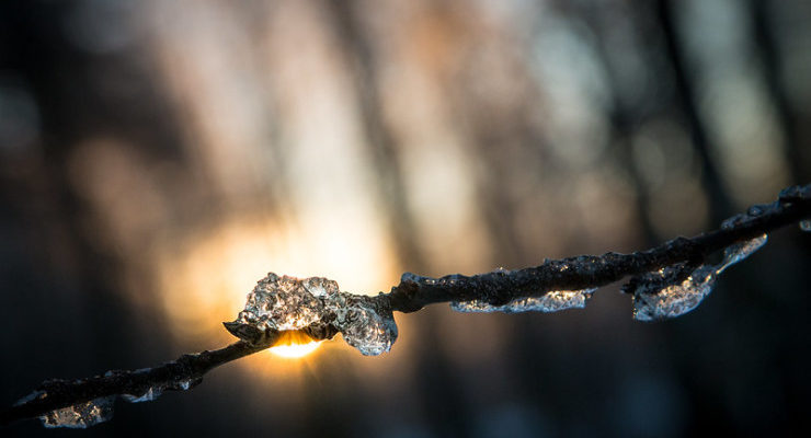 Ice on twig Andrea Potos Her joy Becomes