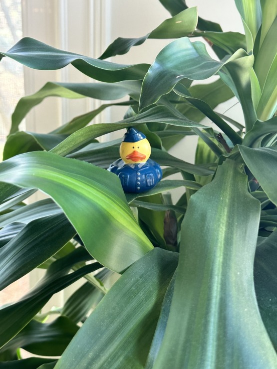 Military rubber duck in plant