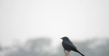 black bird on wooden post