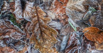 Leaves in frost Nancy Murphy The Space Carved by the Sharpness of Your Absence