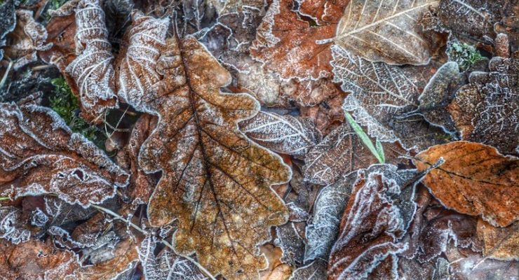 Leaves in frost Nancy Murphy The Space Carved by the Sharpness of Your Absence