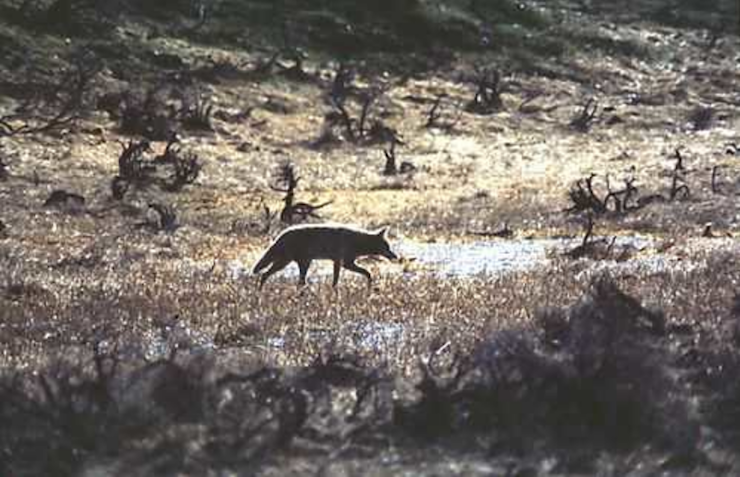 coyote in hard territory