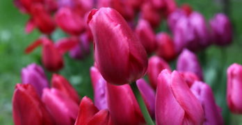 Tulips Mary Oliver Valentine