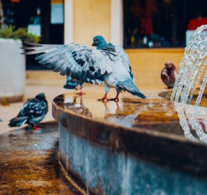 birds in home depot poem-birds in fountain