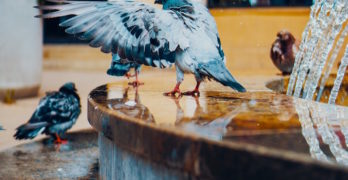 birds in home depot poem-birds in fountain